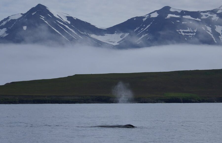 Whale spouting against snow-capped mountains, Akureyri whale watching