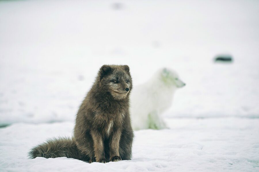 Two Arctic foxes in summer and winter coats in central Iceland