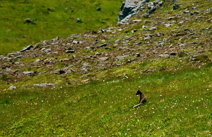 Arctic fox in Hornstrandir Nature Reserve Iceland