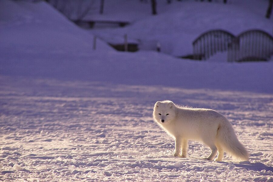 Arctic fox in snow in Iceland in winter coat