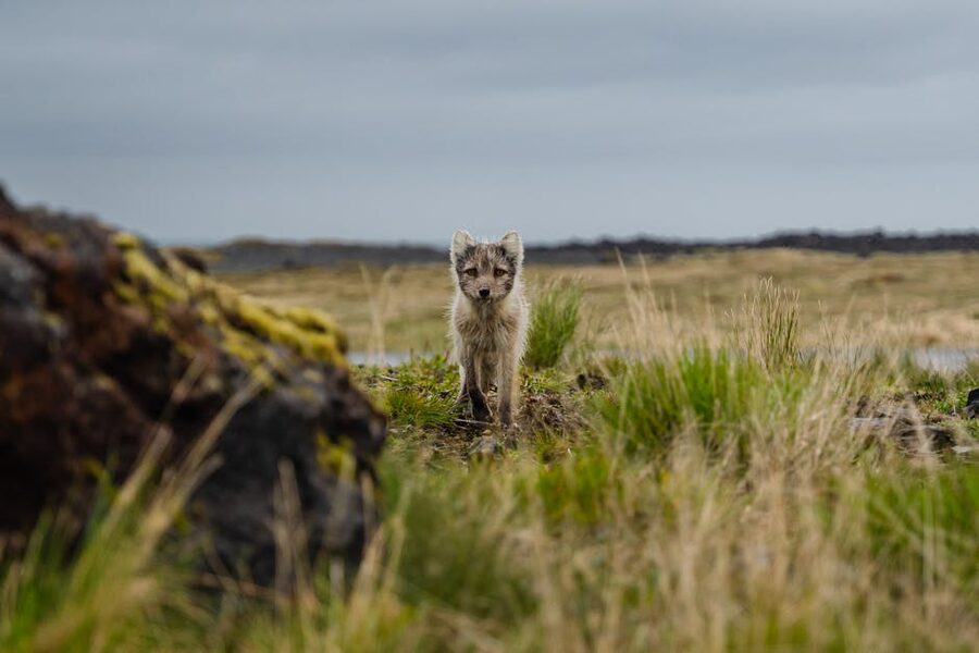 Young arctic fox in summer coat in a grassy meadow near Reykjavik