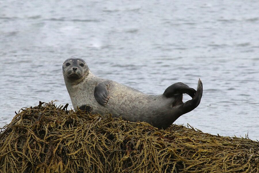 Grey seal lying on seaweed in Iceland