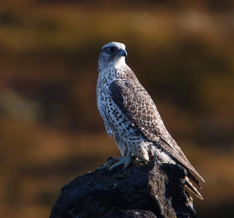 Gyrfalcon Falco rusticolus in Iceland