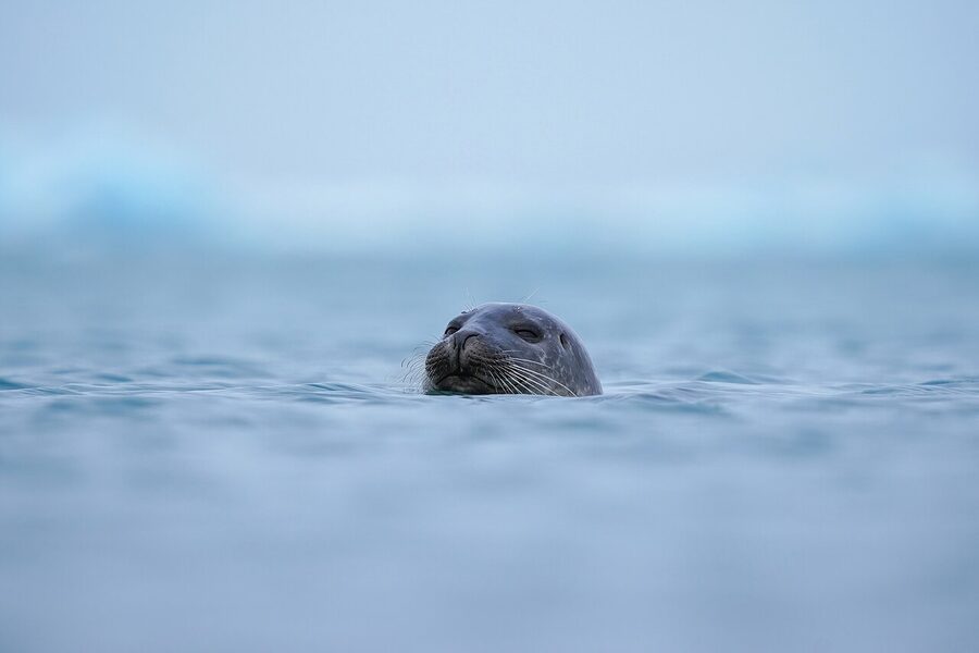 Harbour seal at Jokulsarlon glacier lagoon Iceland