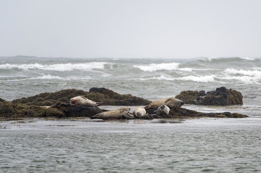 Harbour seals on the rocks at Ytri Tunga Beach Snaefellsnes