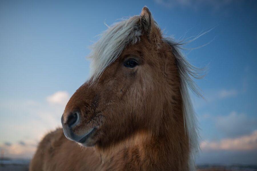 Brown Icelandic horse with white mane in Keflavik Iceland
