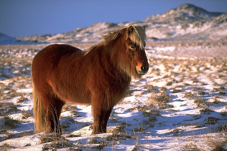 Icelandic horse in winter coat in deep snow