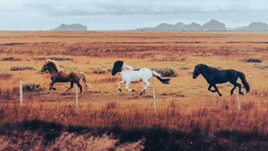 Icelandic horses galloping across an autumn field in Iceland