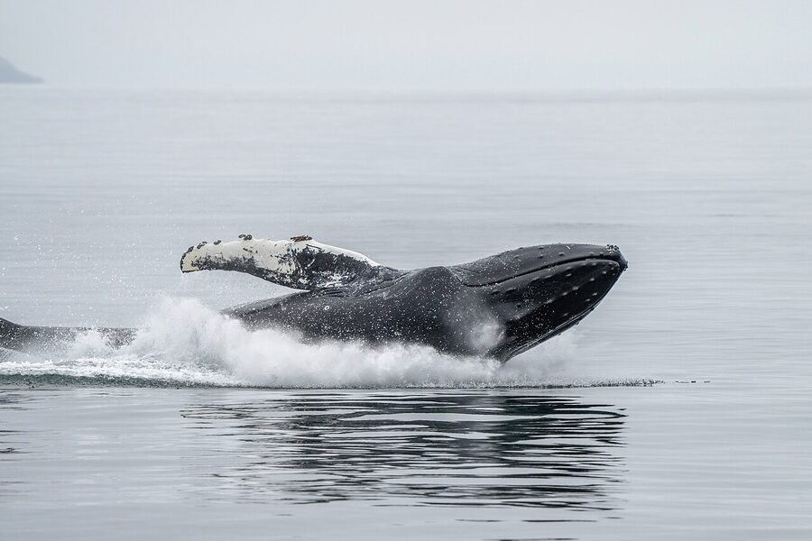Humpback whale breaching off the coast of Iceland