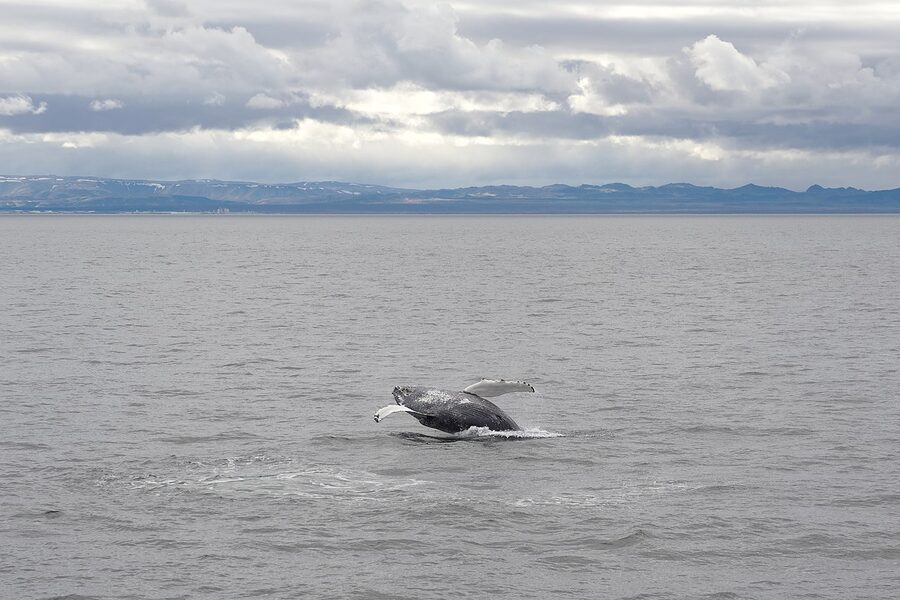 Humpback whale fluking in Faxafloi Bay near Reykjavik