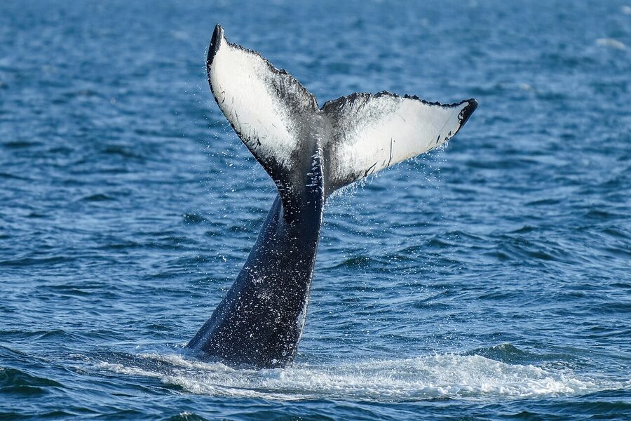Humpback whale lobtailing in Iceland waters