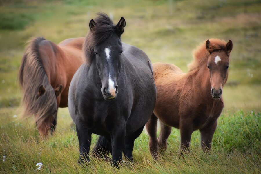 Icelandic horse with foal in pasture