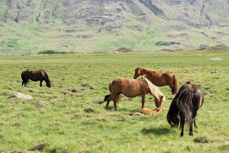Wildlife in Iceland: Whales, Foxes, and Horses