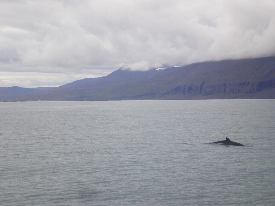 Minke whale dorsal fin in Husavik bay Iceland