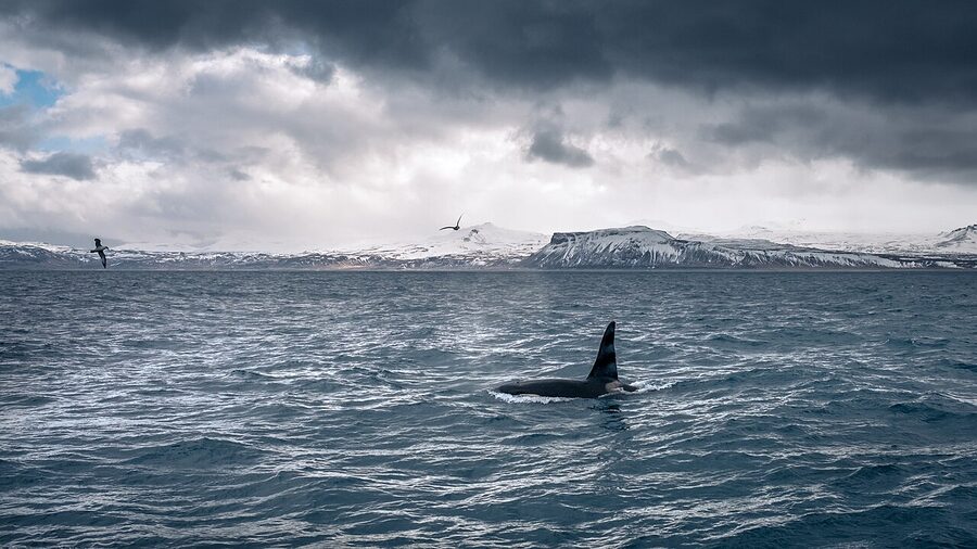 Orca off Olafsvik Snaefellsnes Iceland