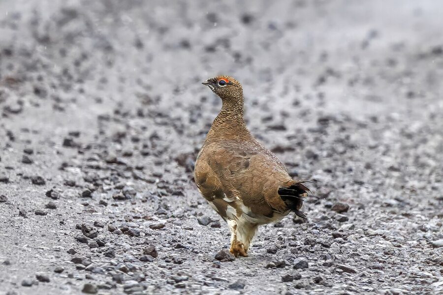 Female rock ptarmigan in summer plumage Iceland