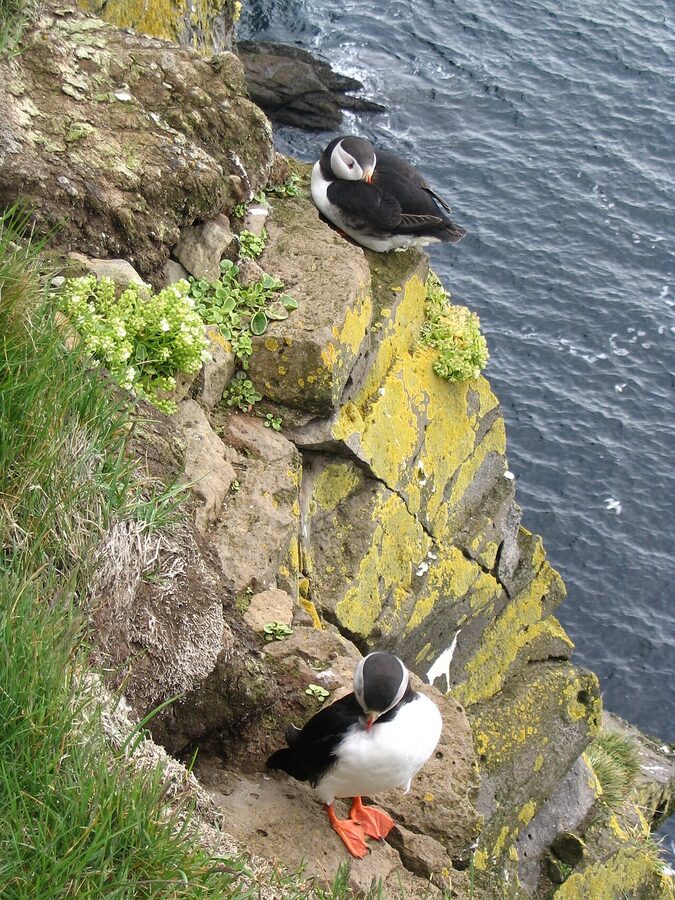 Atlantic puffin at Latrabjarg in the Westfjords Iceland