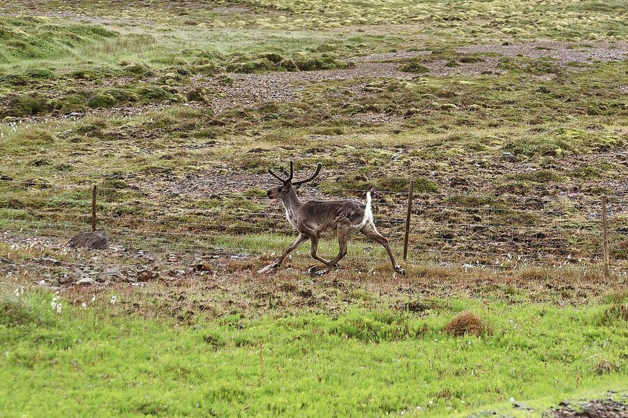 Reindeer near Route 1 in Mulathing East Iceland