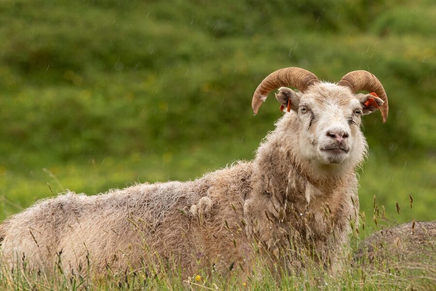 Icelandic sheep grazing in a green field in Iceland