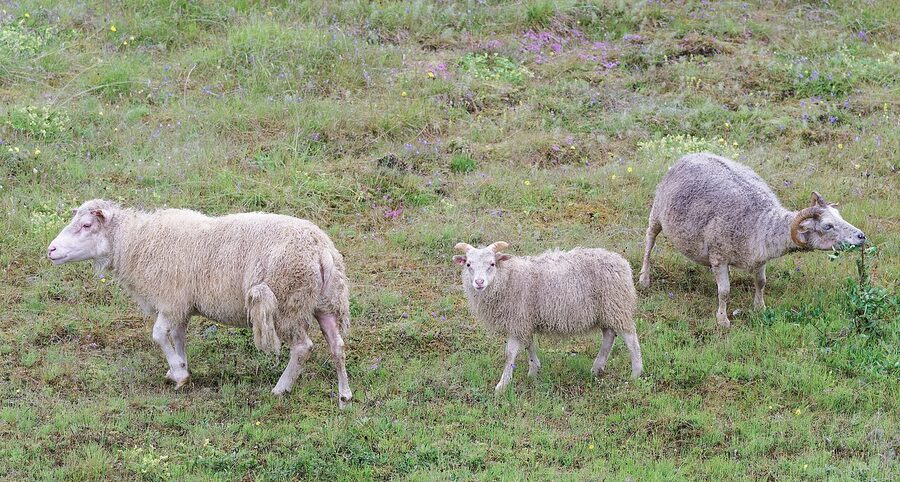 Icelandic sheep on hillside in East Iceland