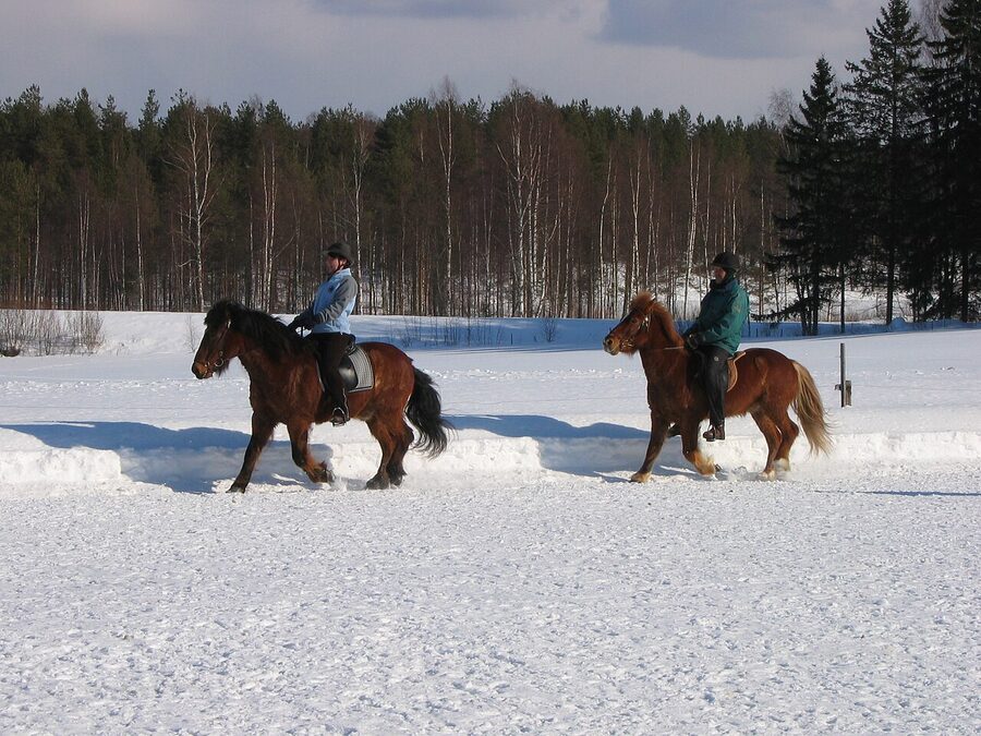 Two Icelandic horses performing the tolt gait
