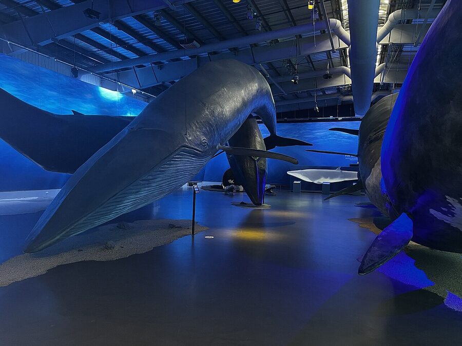 Whales of Iceland exhibit interior with life-size whale models