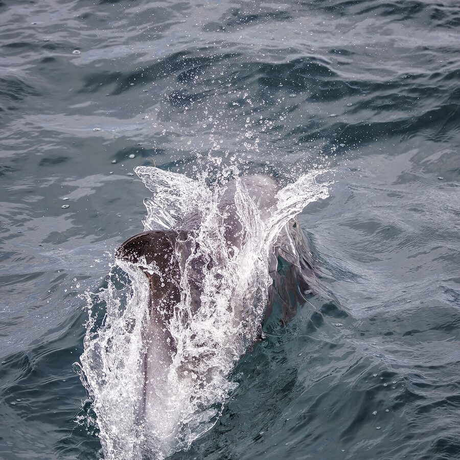 White-beaked dolphin bow-riding in Eyjafjordur Iceland