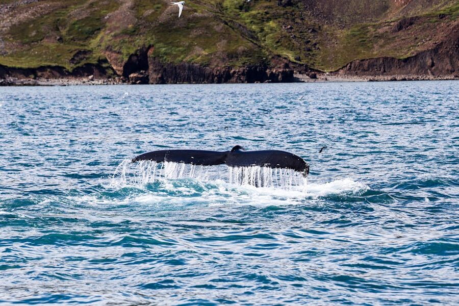 Humpback whale tail emerging from the water near Húsavík Iceland