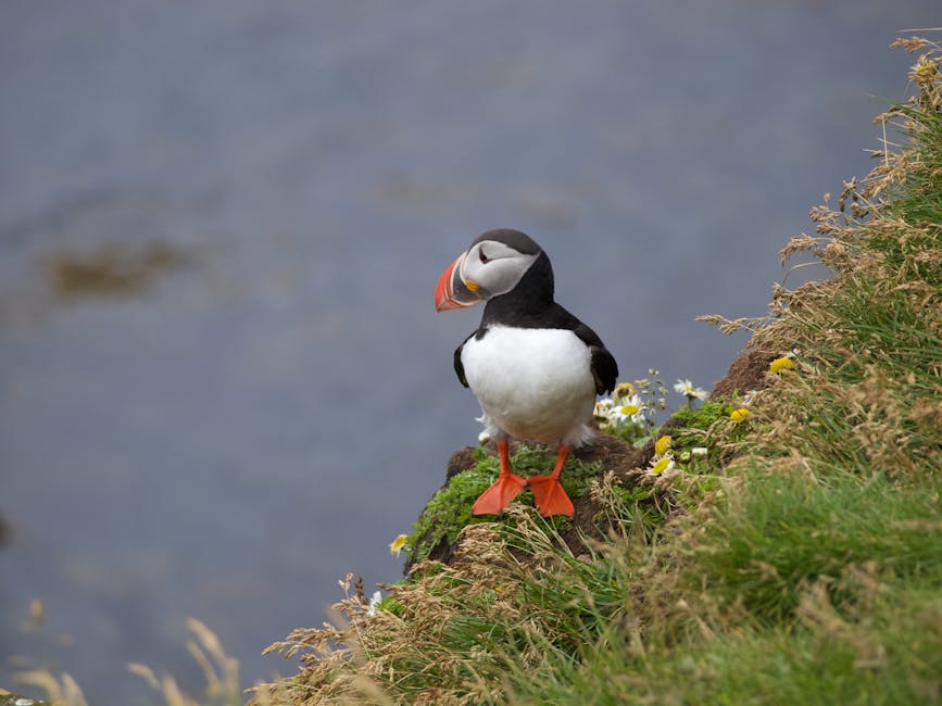 Atlantic puffin standing on a grassy cliff in Iceland