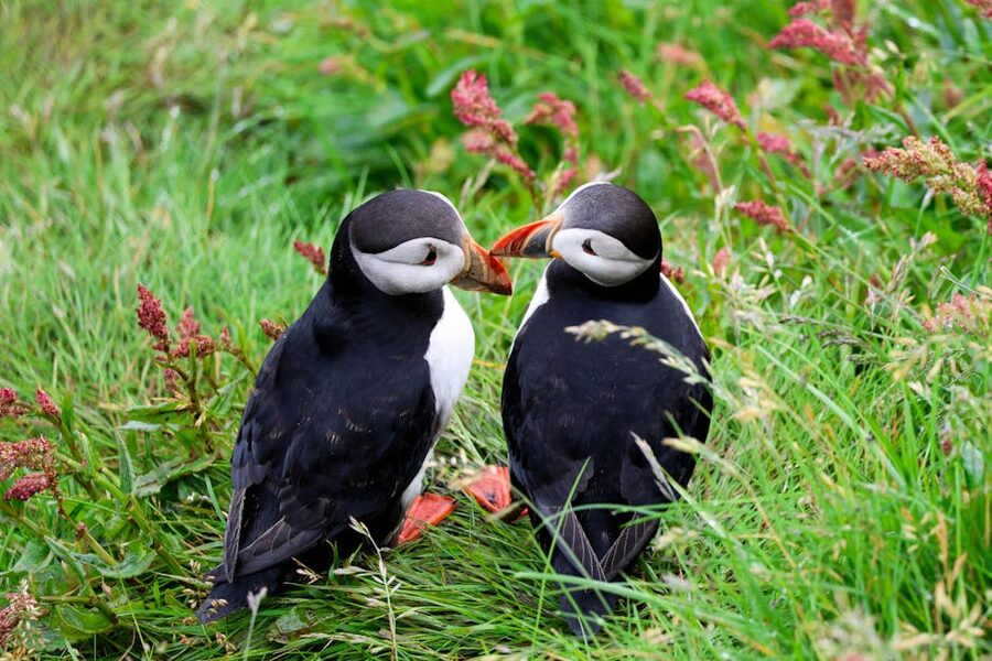 Two Atlantic puffins on a grassy Iceland coast in summer