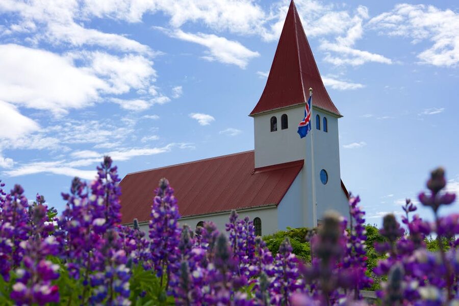 Vík í Mýrdal church on a hillside surrounded by purple lupine flowers