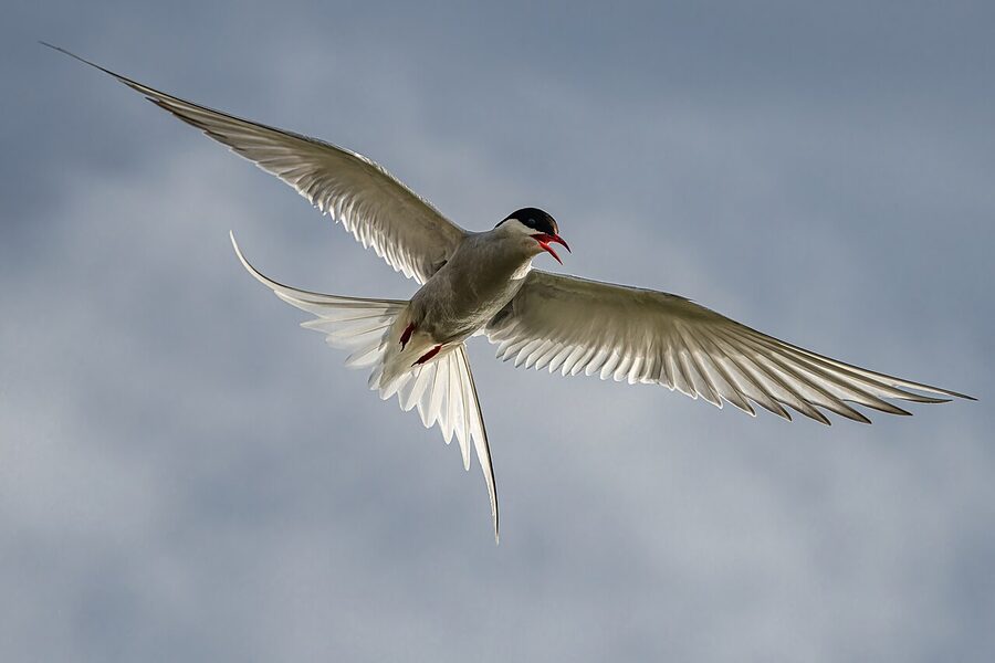 Arctic tern in flight