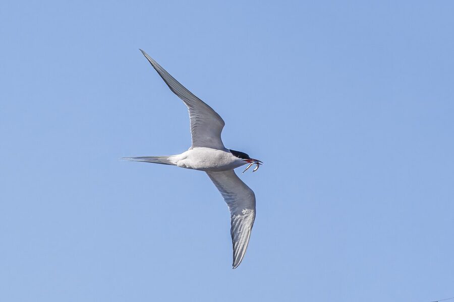 Arctic tern carrying an eel near Blönduós