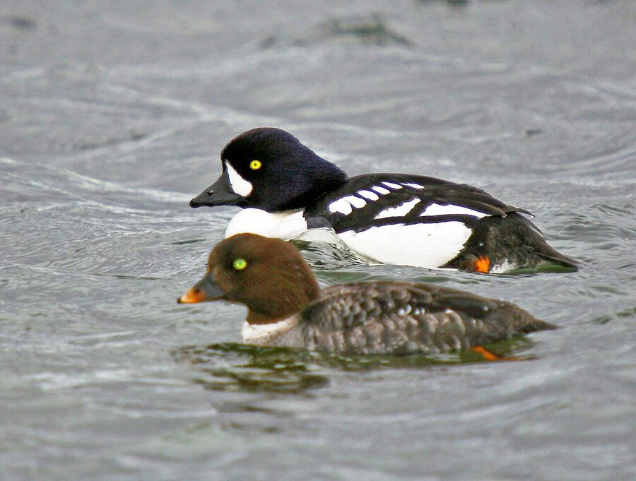 Barrow's goldeneye drake and female in Iceland