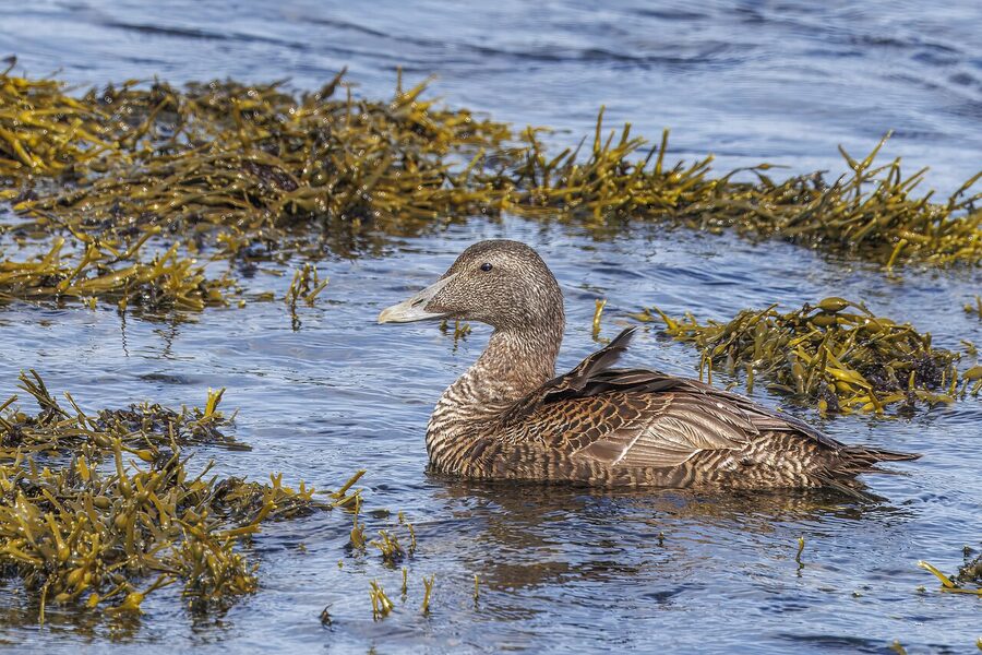 Female common eider on Flatey island