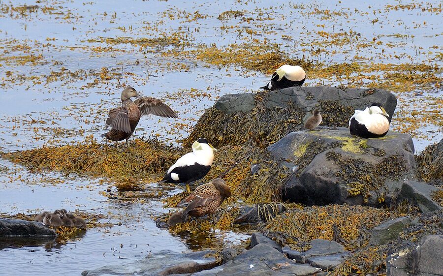 Common eider drake in Iceland