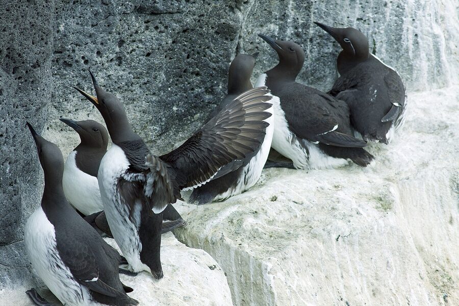 Common guillemots on a Reykjanes cliff