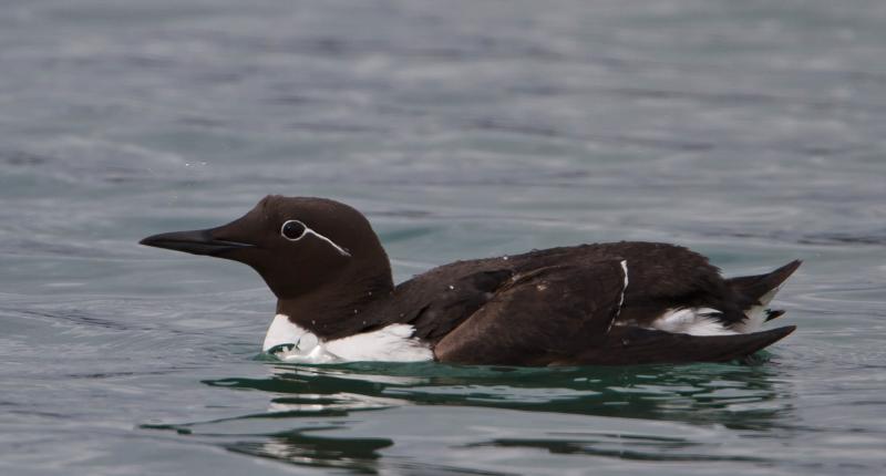 Common murre swimming Iceland