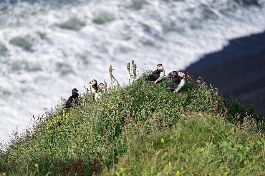 Puffin colony at Dyrhólaey peninsula