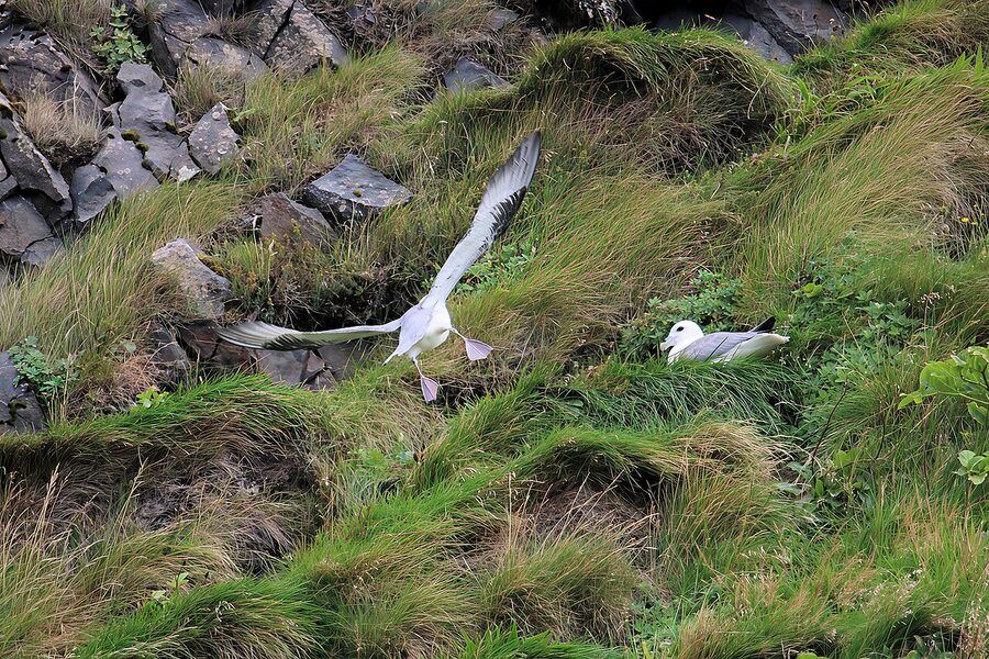 Northern fulmars on a cliffside rookery in Iceland