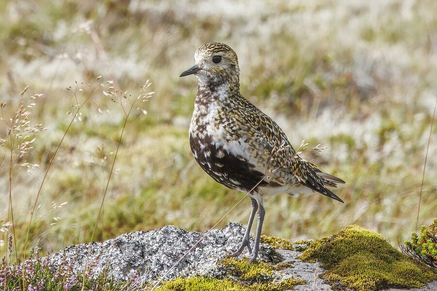 European golden plover in breeding plumage