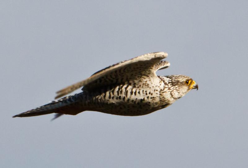 Gyrfalcon - the national bird of Iceland