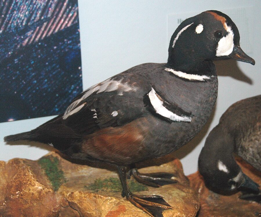 Male harlequin duck in breeding plumage