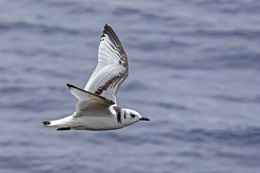 Black-legged kittiwake in flight near Flatey