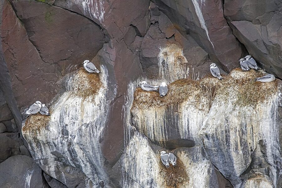 Kittiwakes on cliff nests at Keflavíkurbjarg