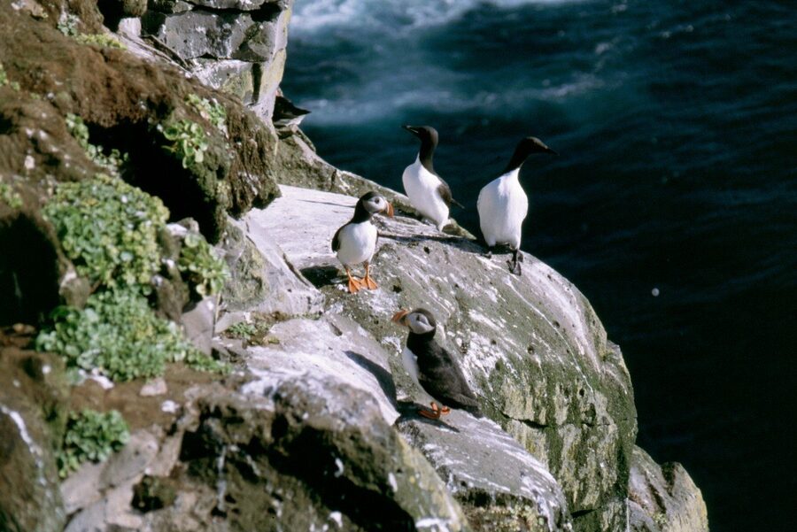 Látrabjarg bird cliff in the Westfjords with seabirds