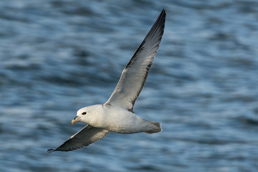 Northern fulmar gliding on stiff wings