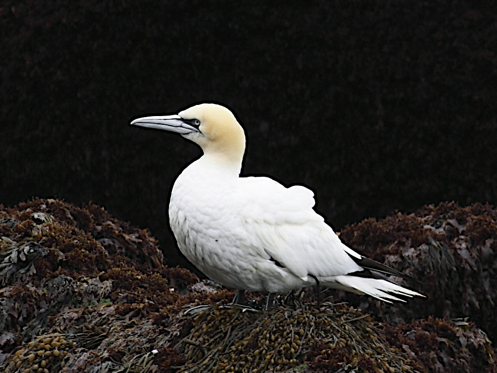 Northern gannet near Keflavík Iceland
