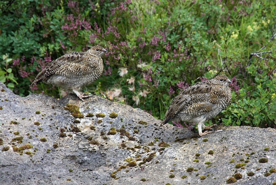 Rock ptarmigan at Ásbyrgi canyon