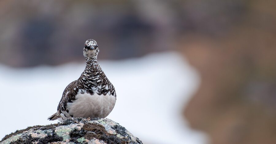 Ptarmigan in white winter plumage on snowy rocks